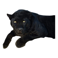 Download Panther Transparent HQ PNG Image | FreePNGImg