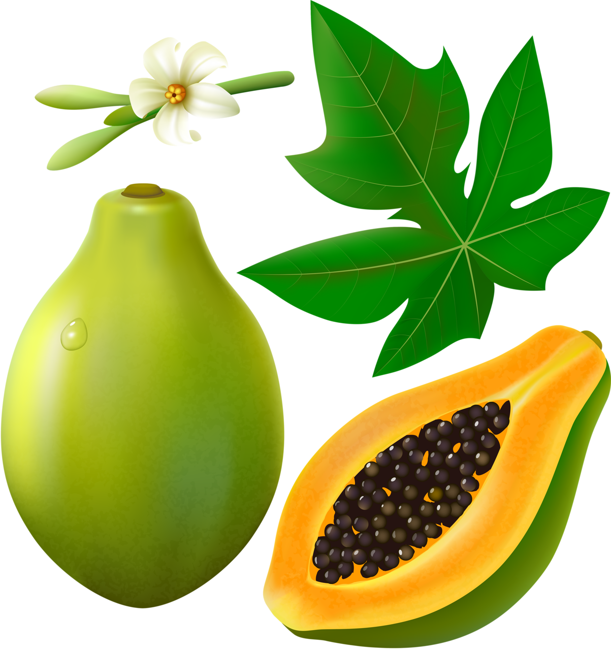 Papaya Green Free Download Image PNG Image