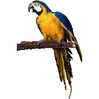 Parrot Png Images Download PNG Image