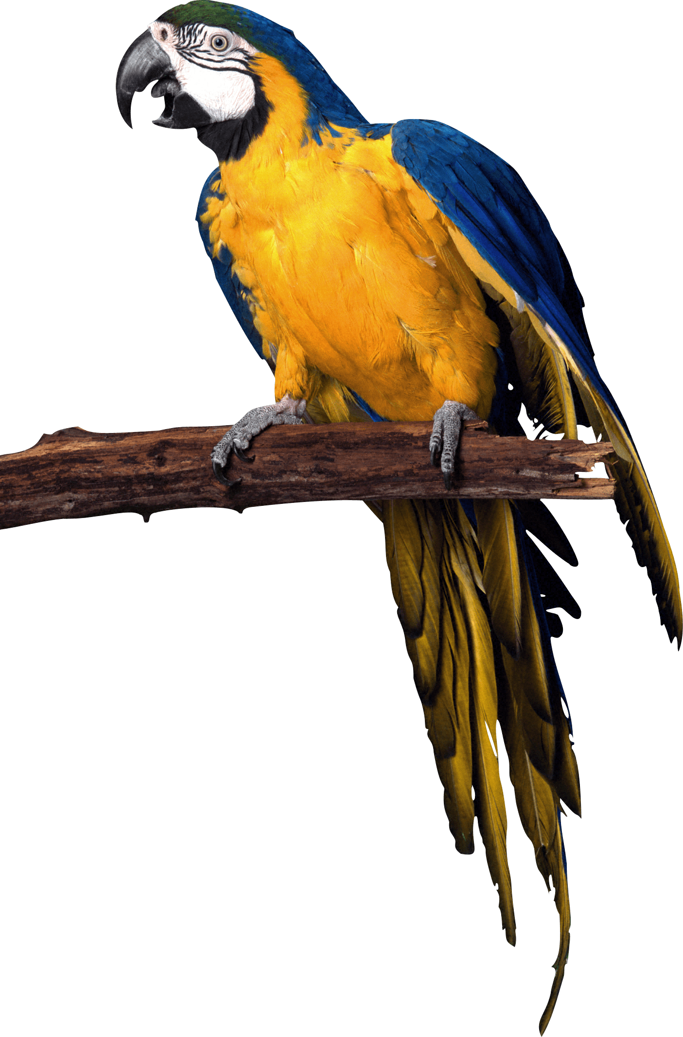 Parrot Png Image Purepng Free Transparent Cc0 Png Ima