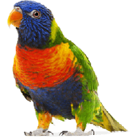 Colorful Parrot Png Images Download PNG Image