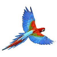 Flying Parrot Png Images Download PNG Image