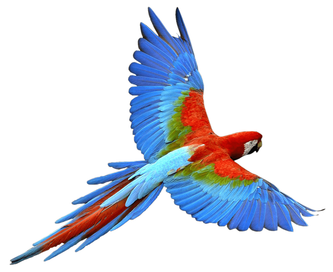 Flying Parrot Png Images Download PNG Image