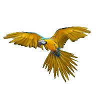 Flying Parrot Png Images Download PNG Image