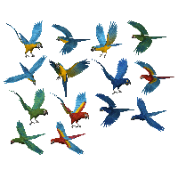 Parrot Png Images Download PNG Image