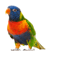 Parrot Png Images Download PNG Image