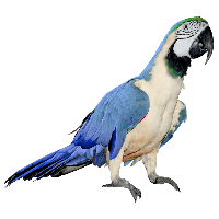 Parrot Png Images Download PNG Image