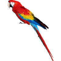 Colorful Parrot Png Images Download PNG Image