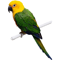 Green-Yellow Parrot Png Images Download PNG Image