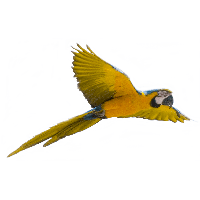 Yellow Flying Parrot Png Images Download Transparent PNG Image