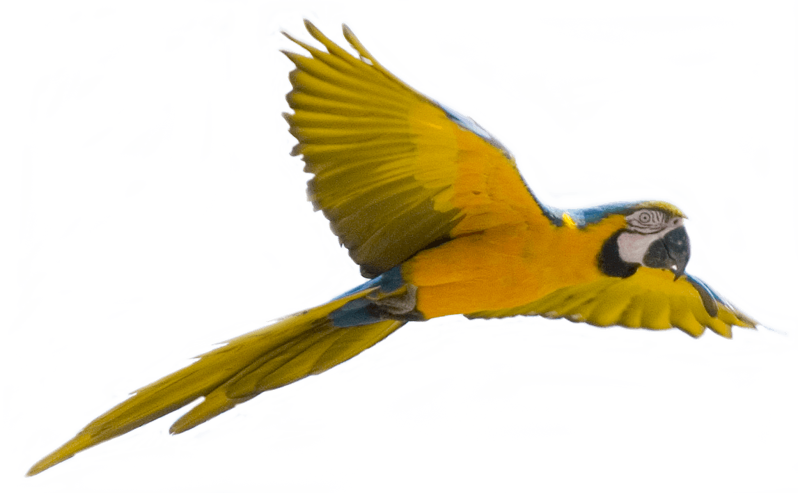 Yellow Flying Parrot Png Images Download PNG Image