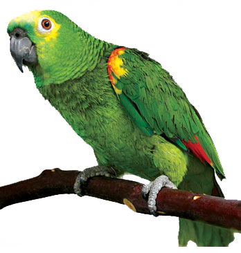 Parrot Png PNG Image