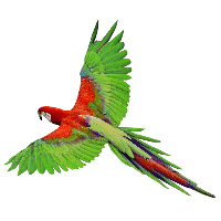 Flying Green Parrot Png Images Download PNG Image