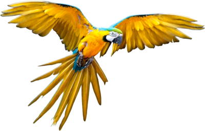 Flying Parrot File PNG Image