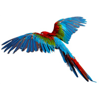 Flying Parrot Transparent Background Transparent PNG Image