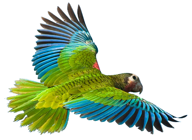 Download Flying Parrot Image Hq Png Image Freepngimg