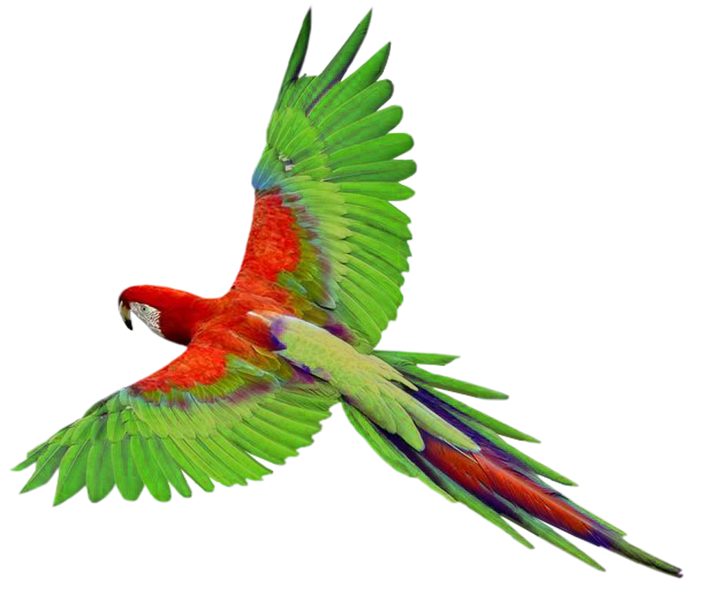 Flying Parrot Clipart PNG Image