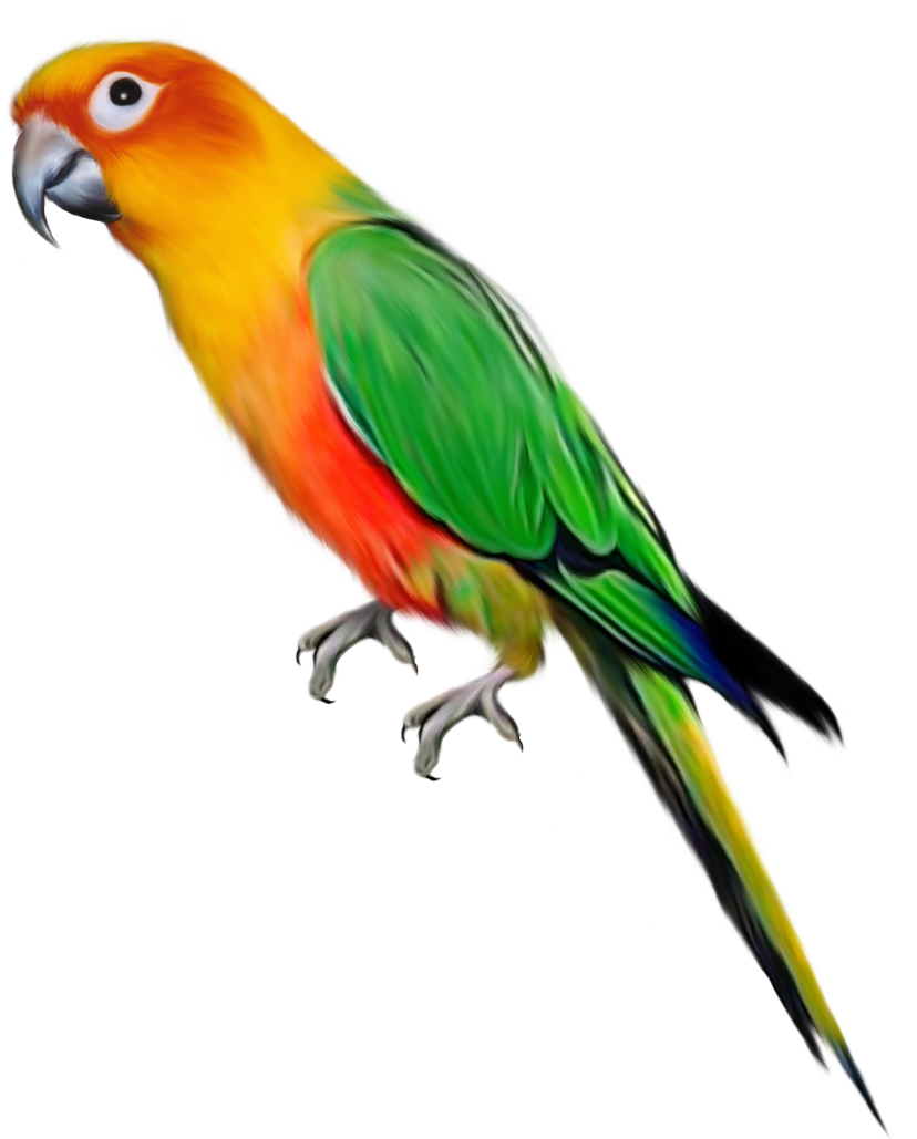 Indian Parrot File PNG Image