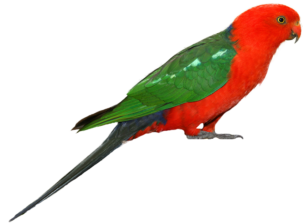 Parrot Clipart PNG Image