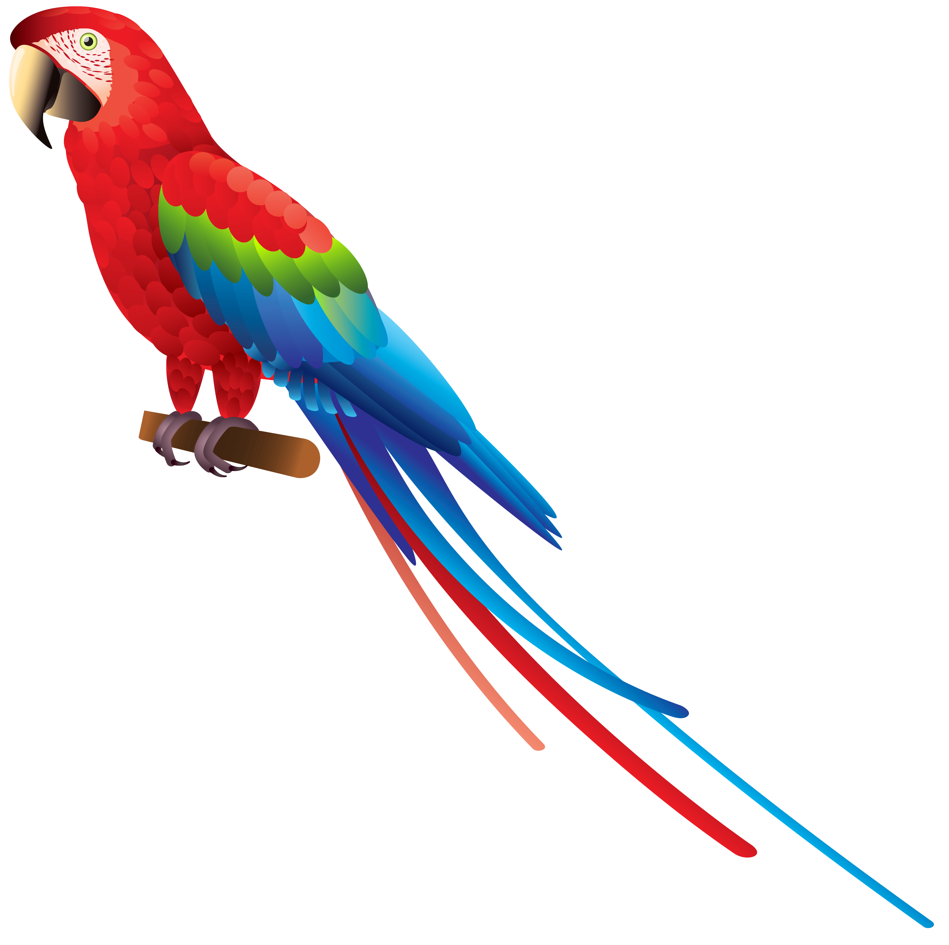 Parrot Image PNG Image