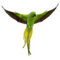 Parrot Download Png PNG Image