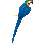 Blue Parrot Png Image Download PNG Image