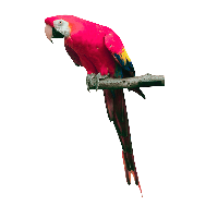 Pink Parrot Png Images Download PNG Image