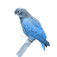 Blue Parrot Png Image Download PNG Image