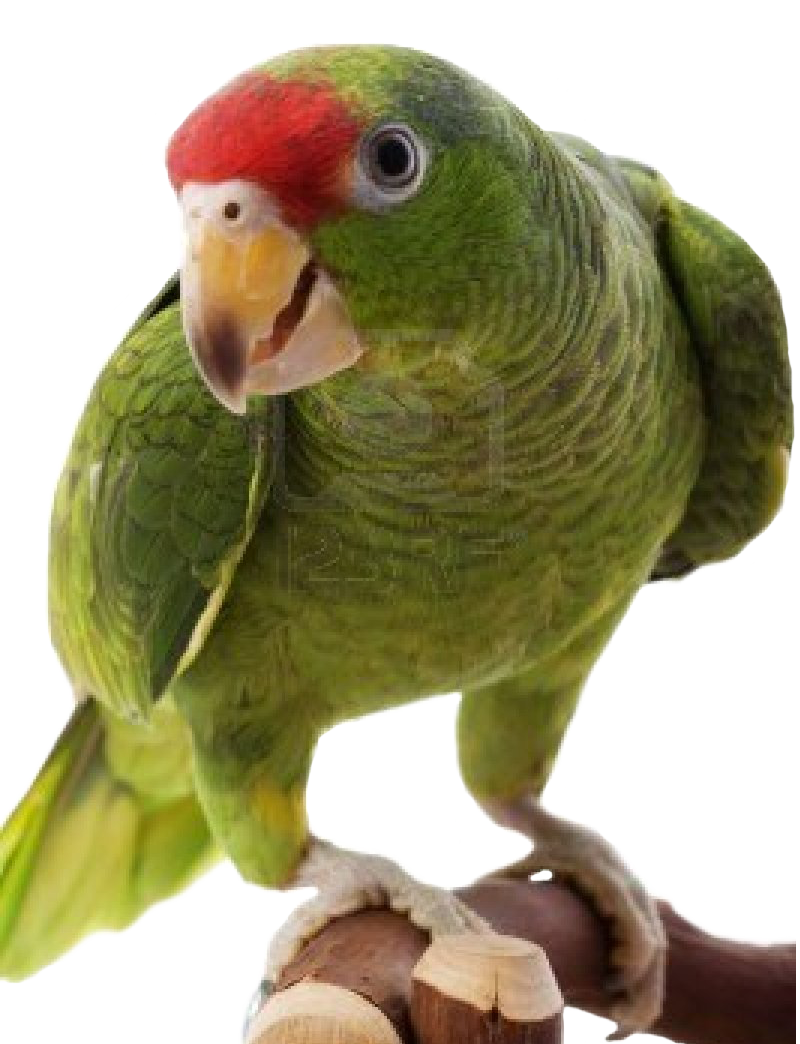 Parrot PNG Image