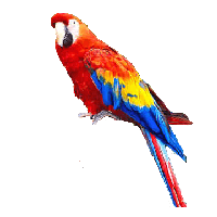 Parrot Png Images Download PNG Image