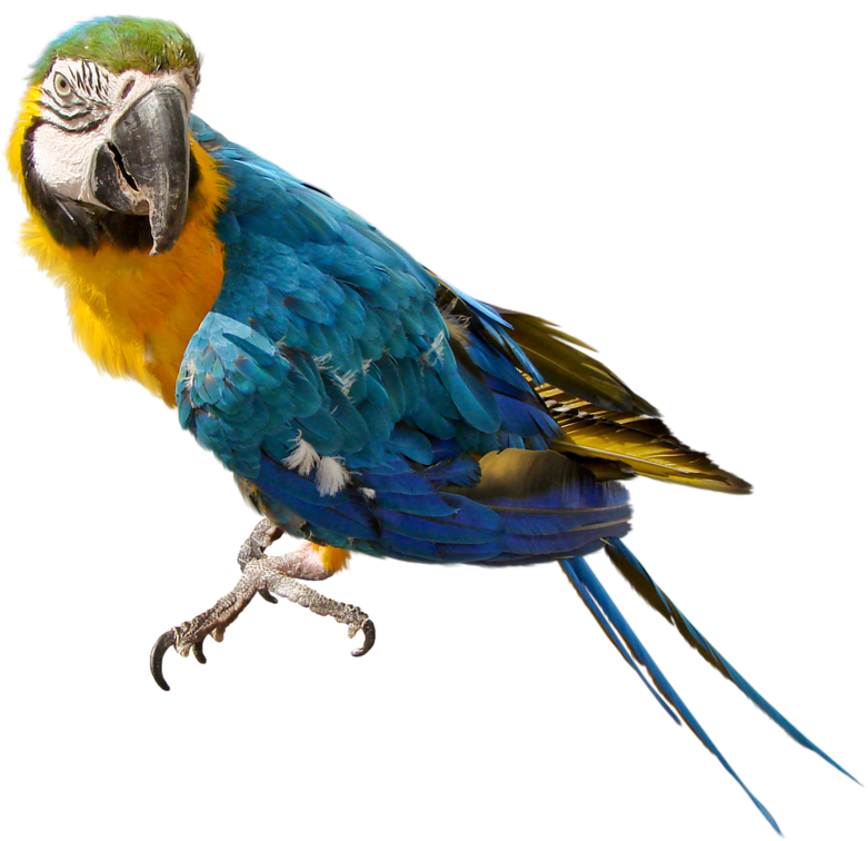 Parrot Free Download Png PNG Image
