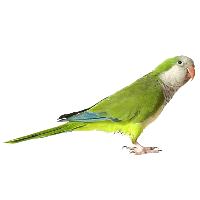 Green Parrot Png Images Download PNG Image