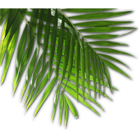 Hawaiian Luau Download HQ PNG