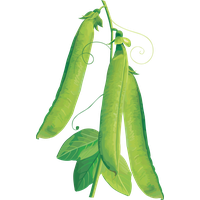 Pea