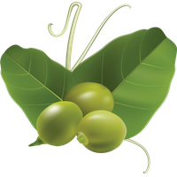 Pea