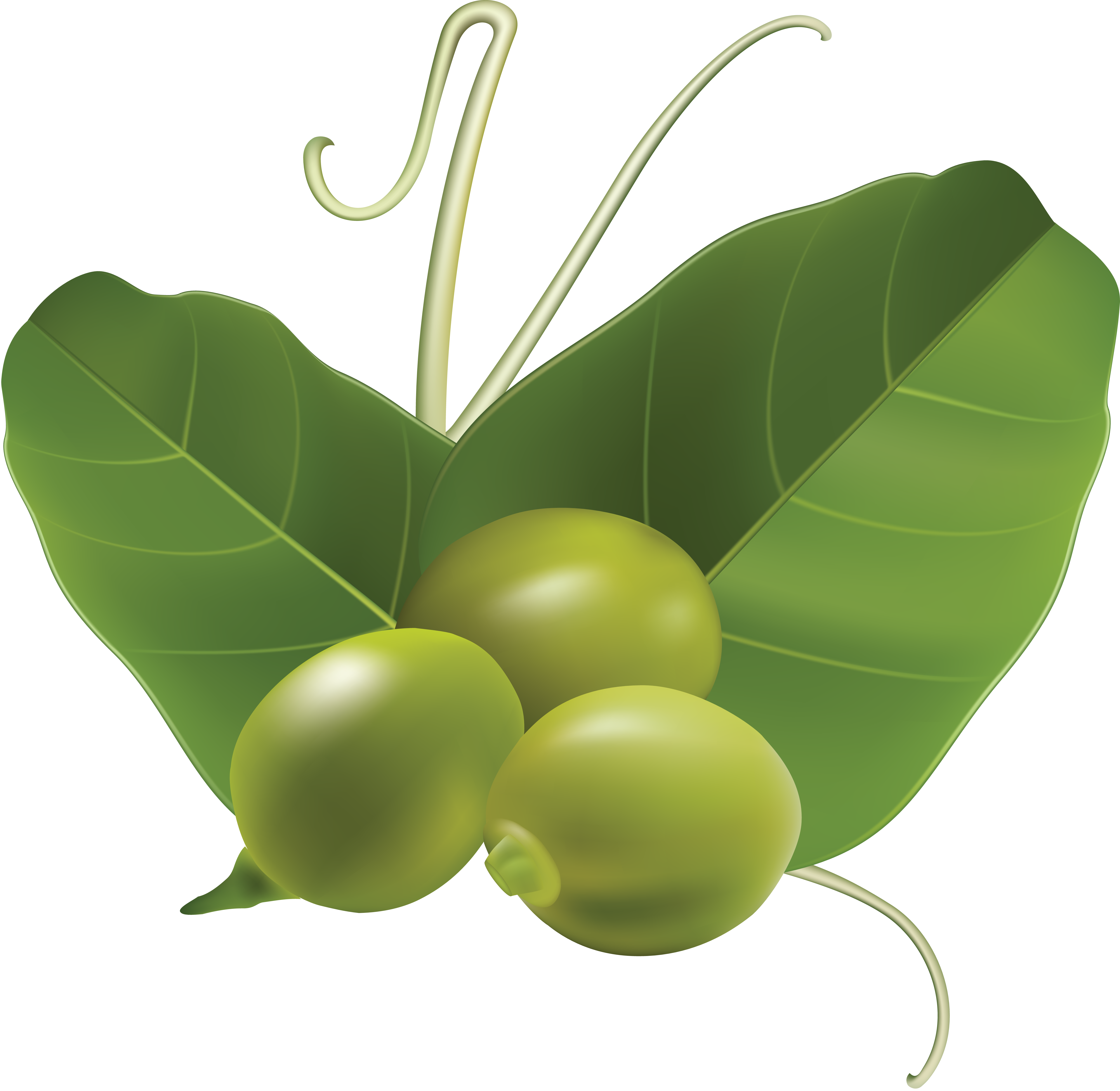 Pea Transparent PNG Image