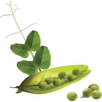 Pea