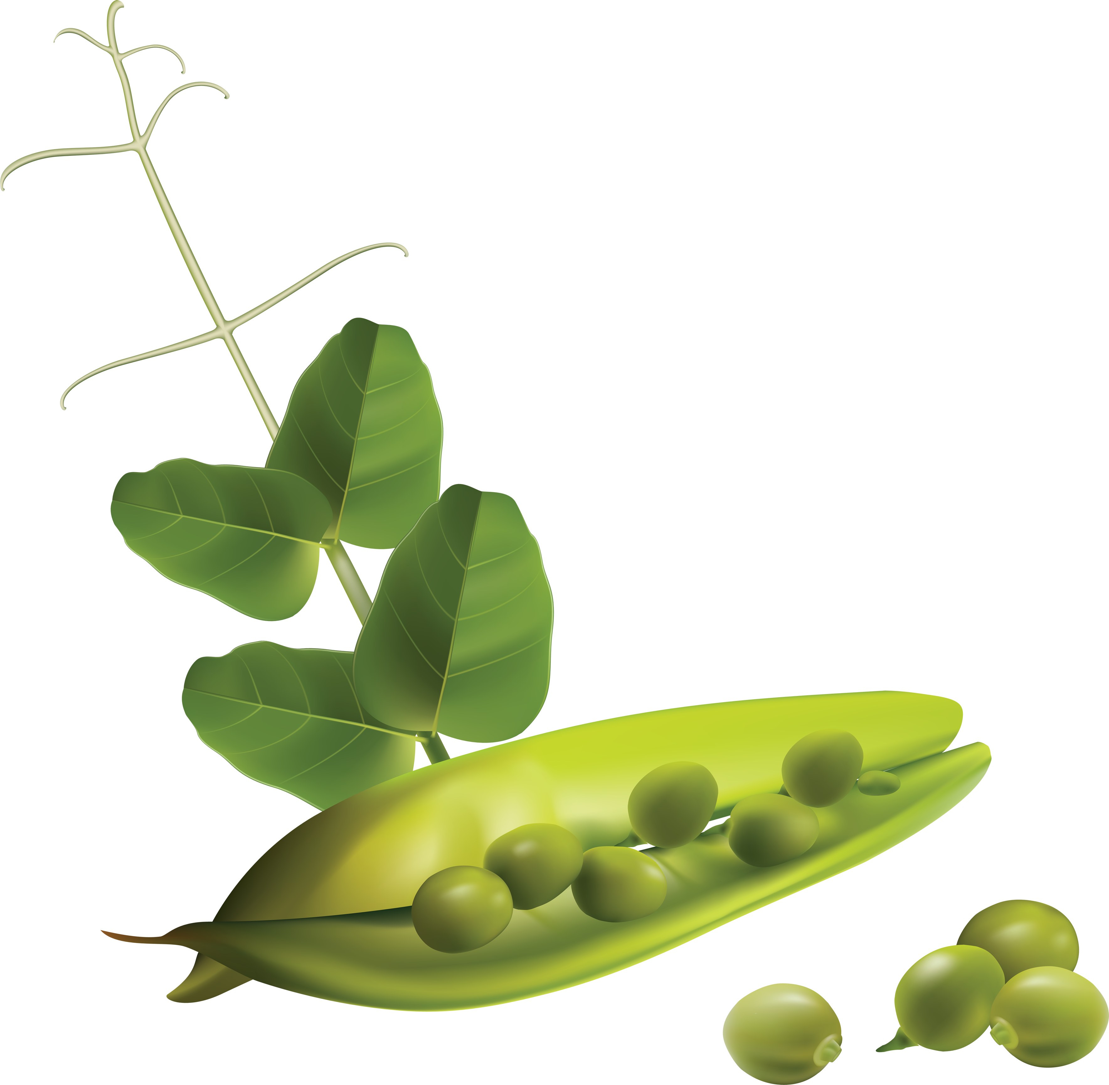 Pea Transparent PNG Image