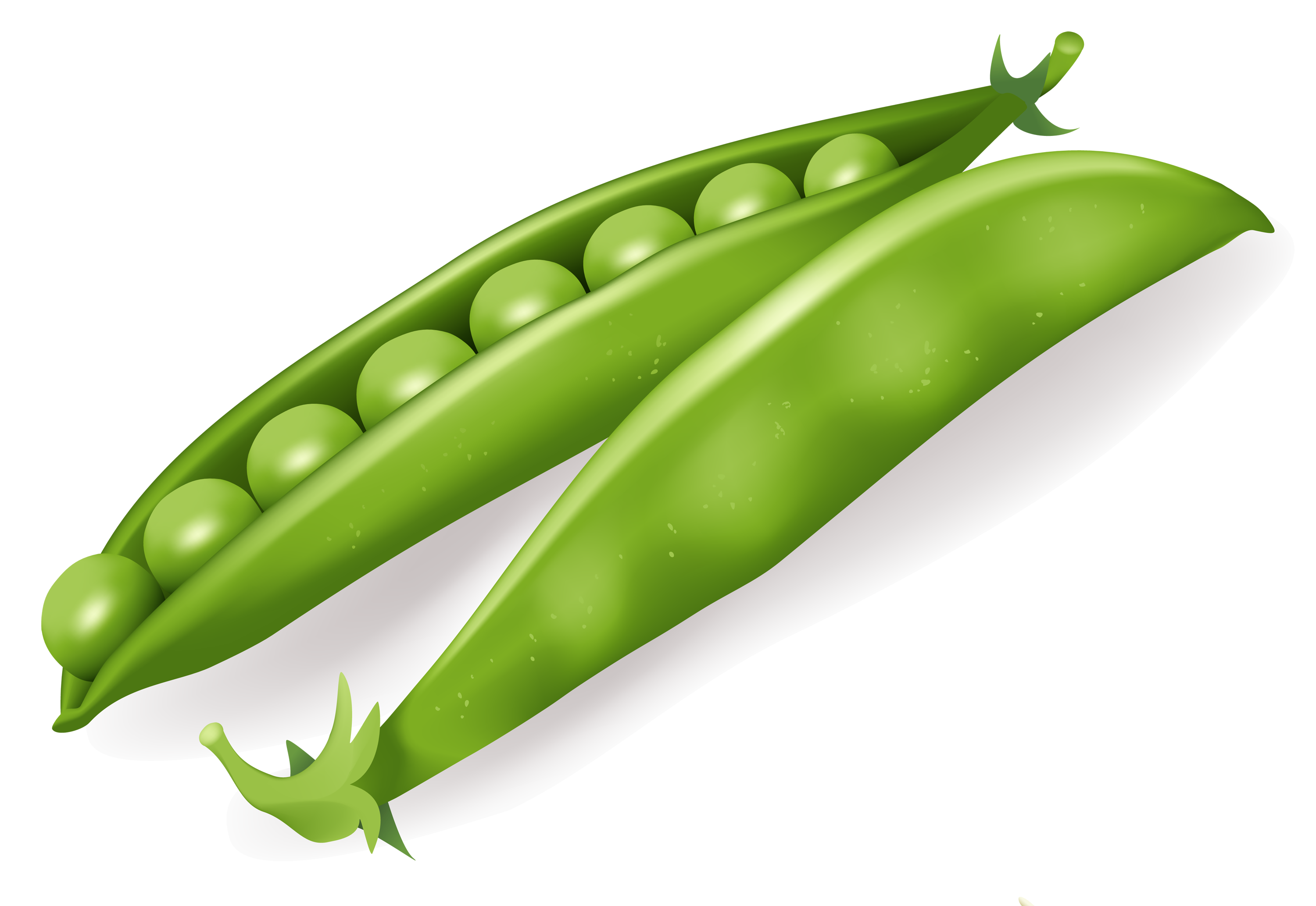 Pea Transparent PNG Image