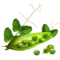 Pea PNG