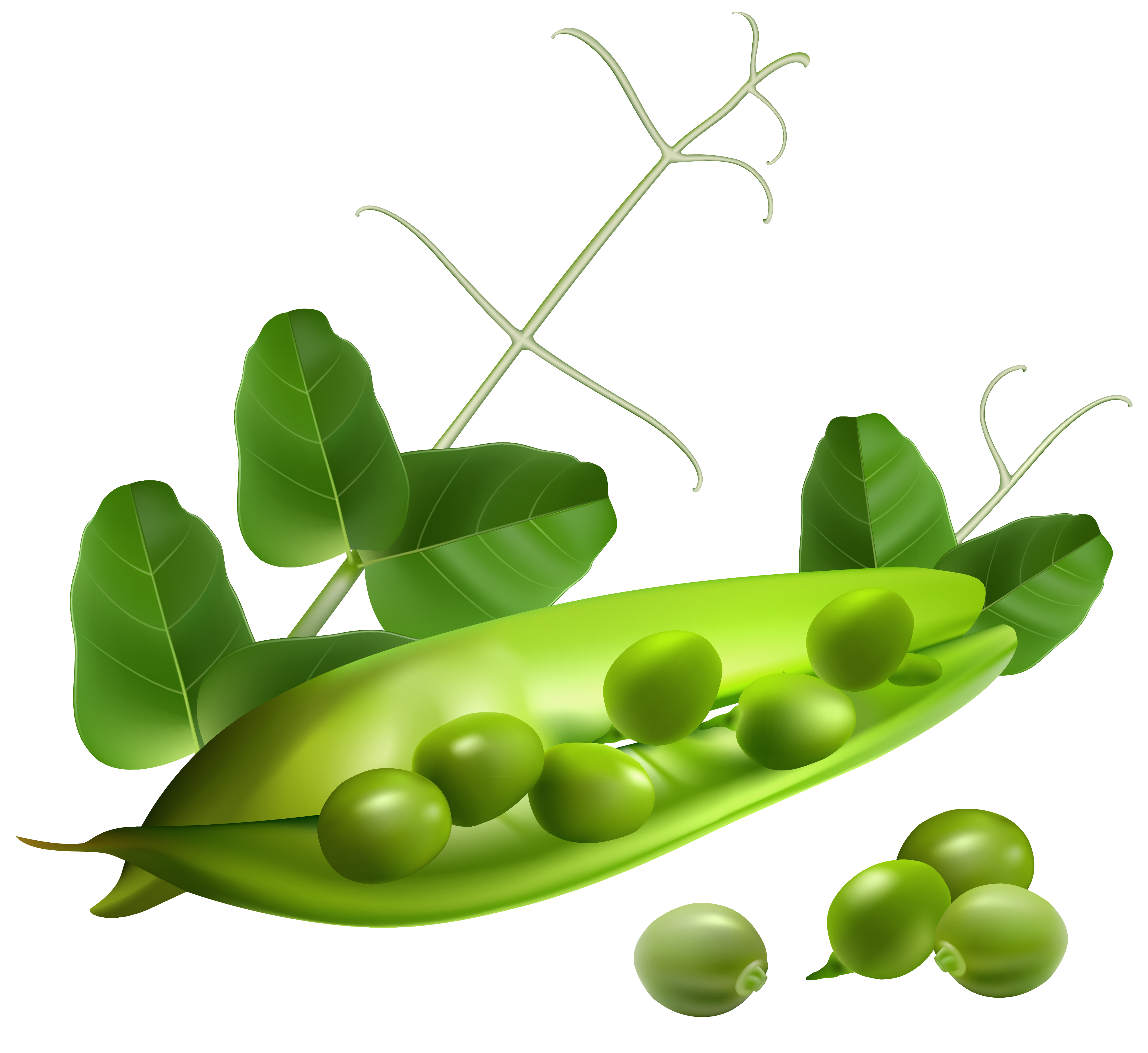 Pea Transparent PNG Image