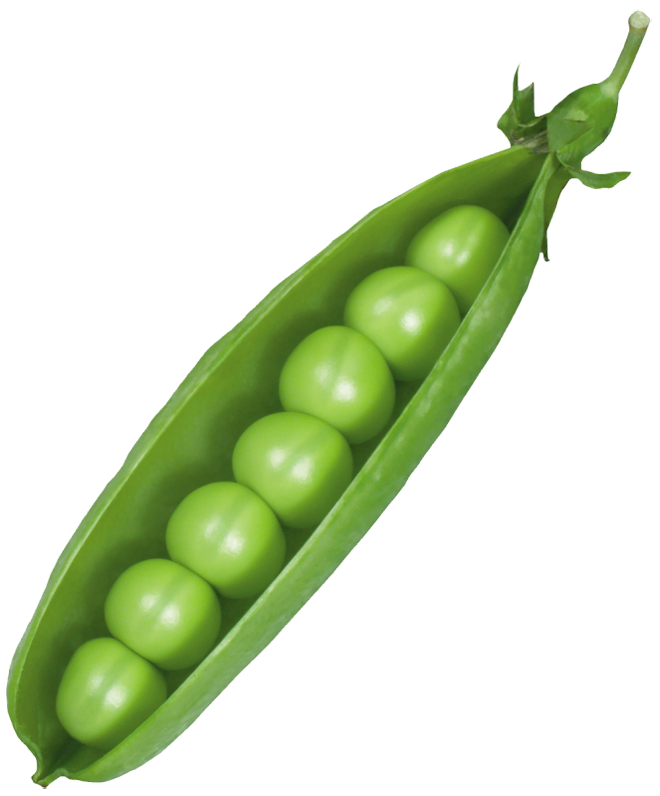 Pea Transparent PNG Image