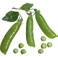 Pea PNG
