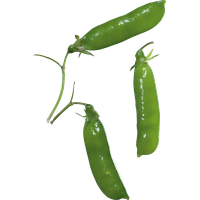 Pea PNG Image