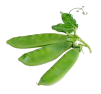 Pea Transparent PNG Image