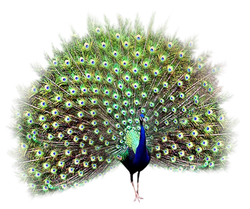 Peacock Transparent PNG Image