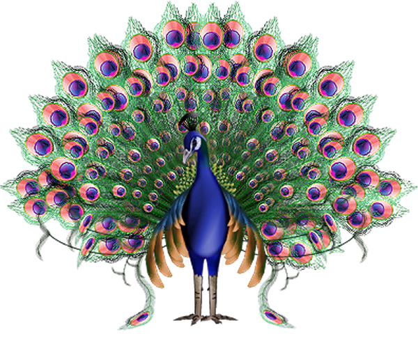 Peacock Transparent PNG Image