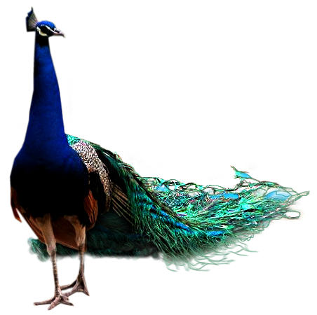 Peacock Transparent PNG Image