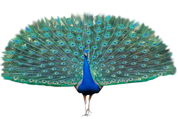 Peacock Transparent PNG Image