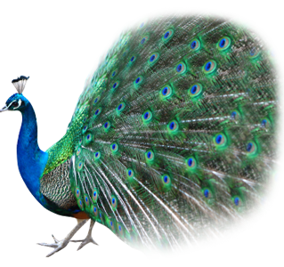 Peacock Transparent PNG Image